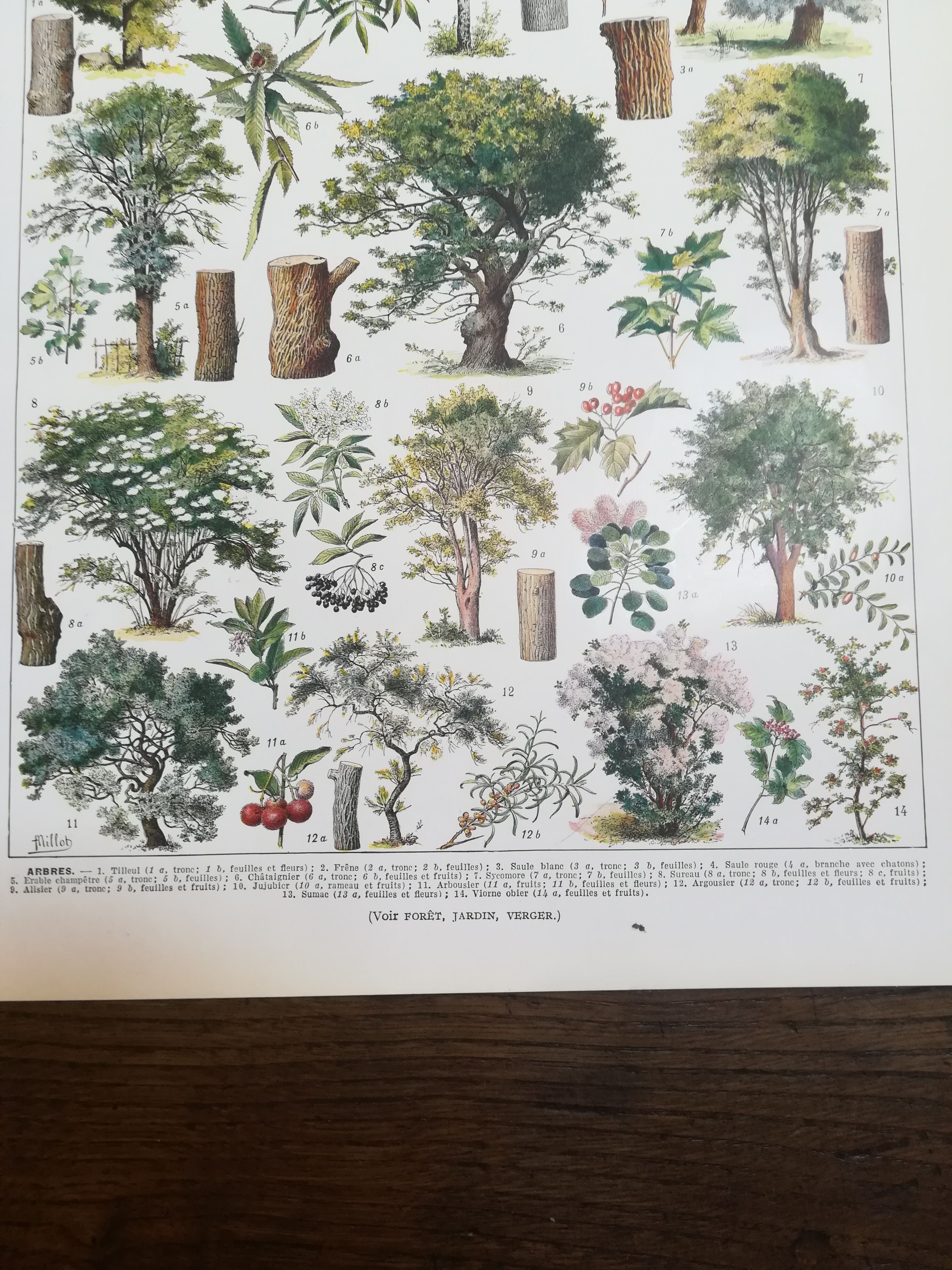 Lithograph on trees from 1928 "linden"