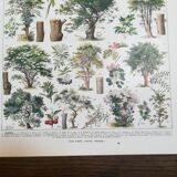 Lithograph on trees from 1928 "linden"