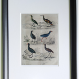 Original ornithological plate " Marouette - Caurale - &c... Buffon (1837)
