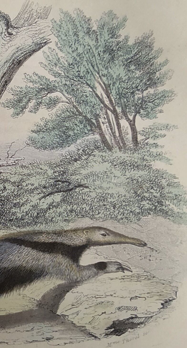 Original zoological board "tatou - cachicame - antelier tamanoir - unau " buffon 1838