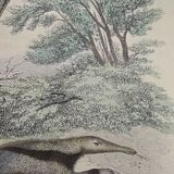 Original zoological board "tatou - cachicame - antelier tamanoir - unau " buffon 1838