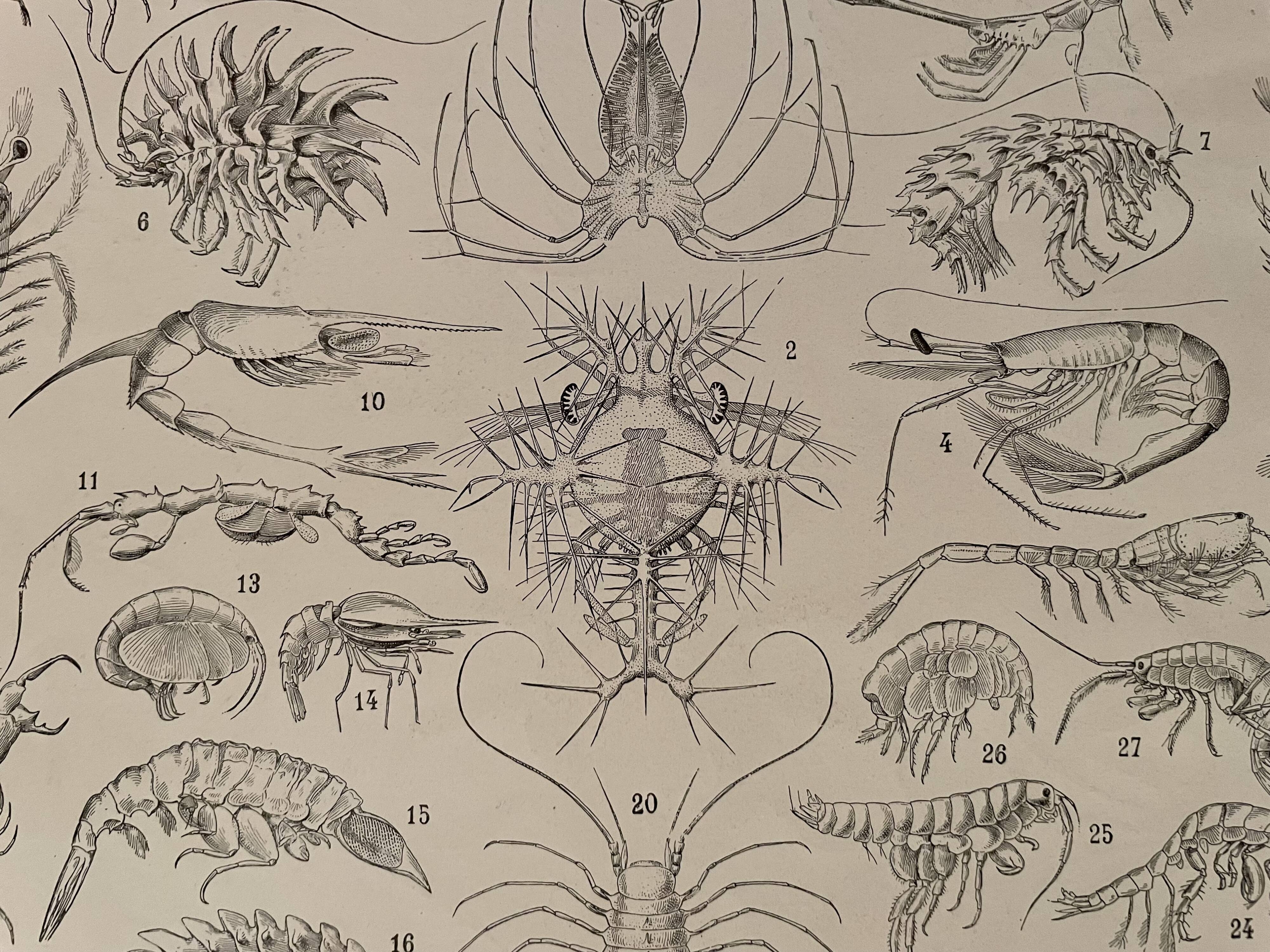 Lithograph on crustaceans - 1930