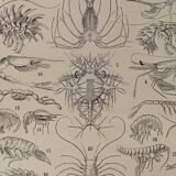 Lithograph on crustaceans - 1930
