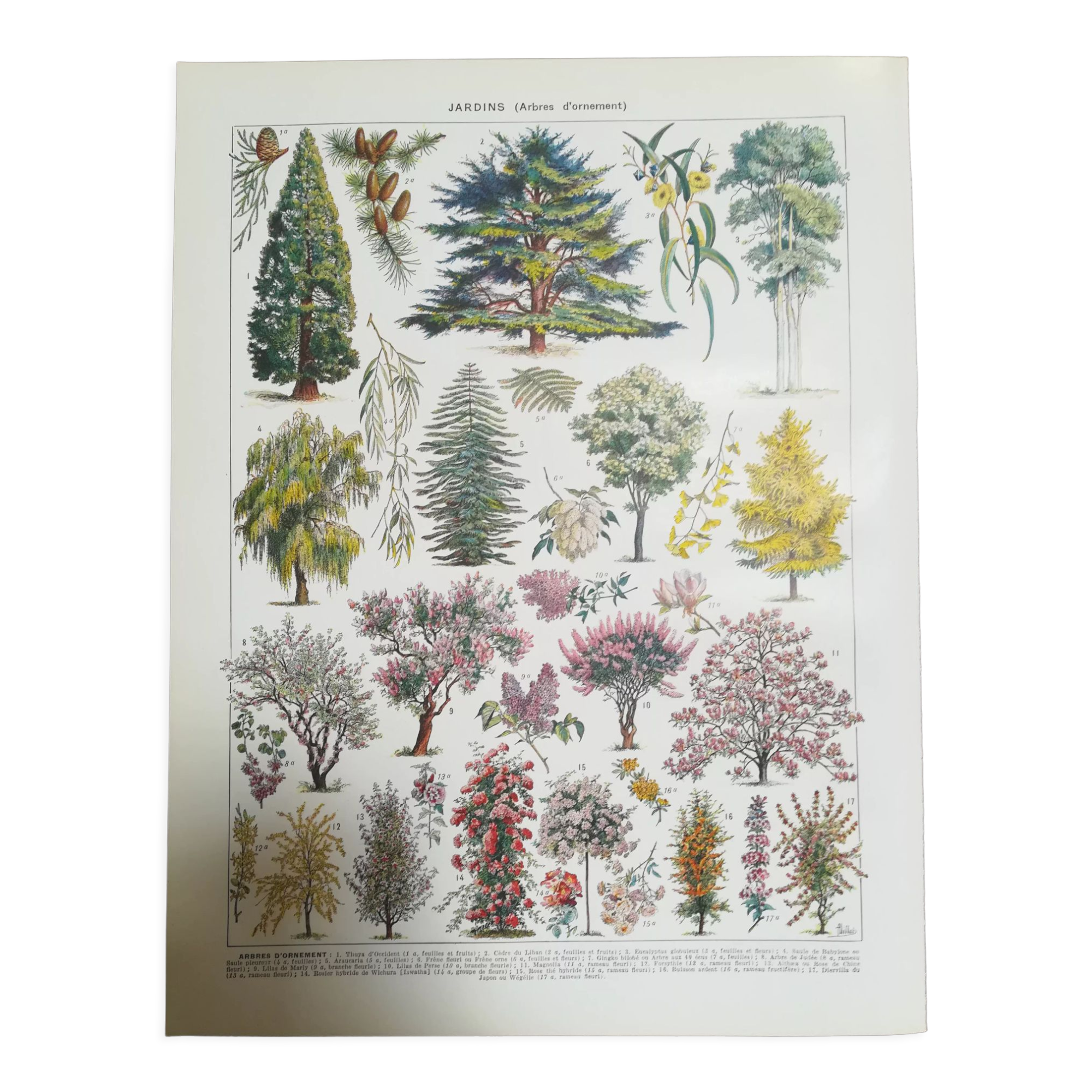 Lithograph on garden trees "cedar"