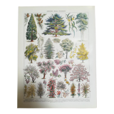 Lithograph on garden trees "cedar"