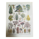 Lithograph on garden trees "cedar"