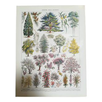 Lithograph on garden trees "cedar"