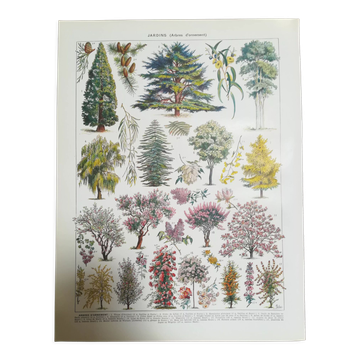 Lithographie sur les arbres de jardin "cèdre"