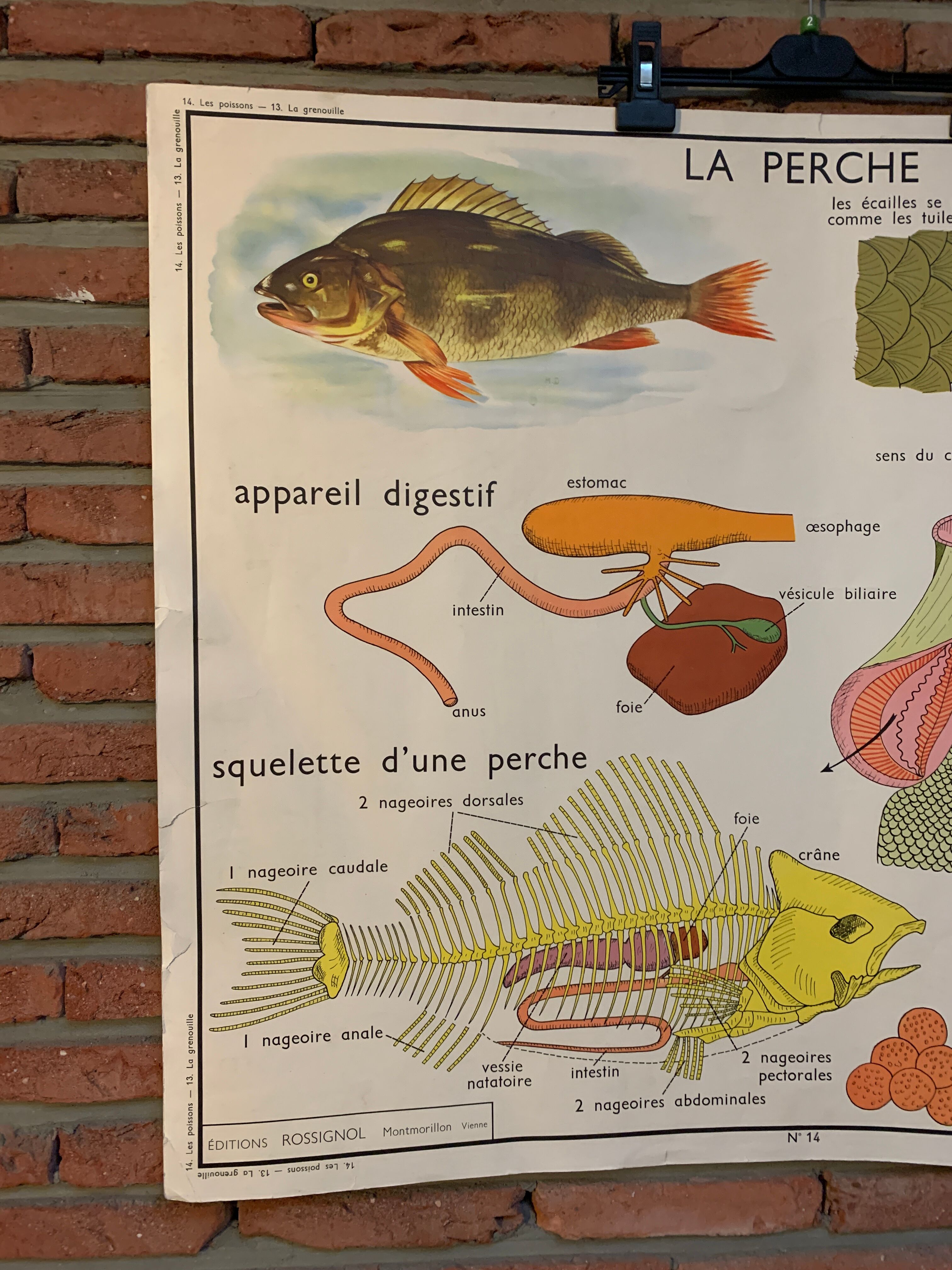 Poster The Frog and The Perch