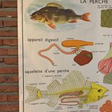 Poster The Frog and The Perch