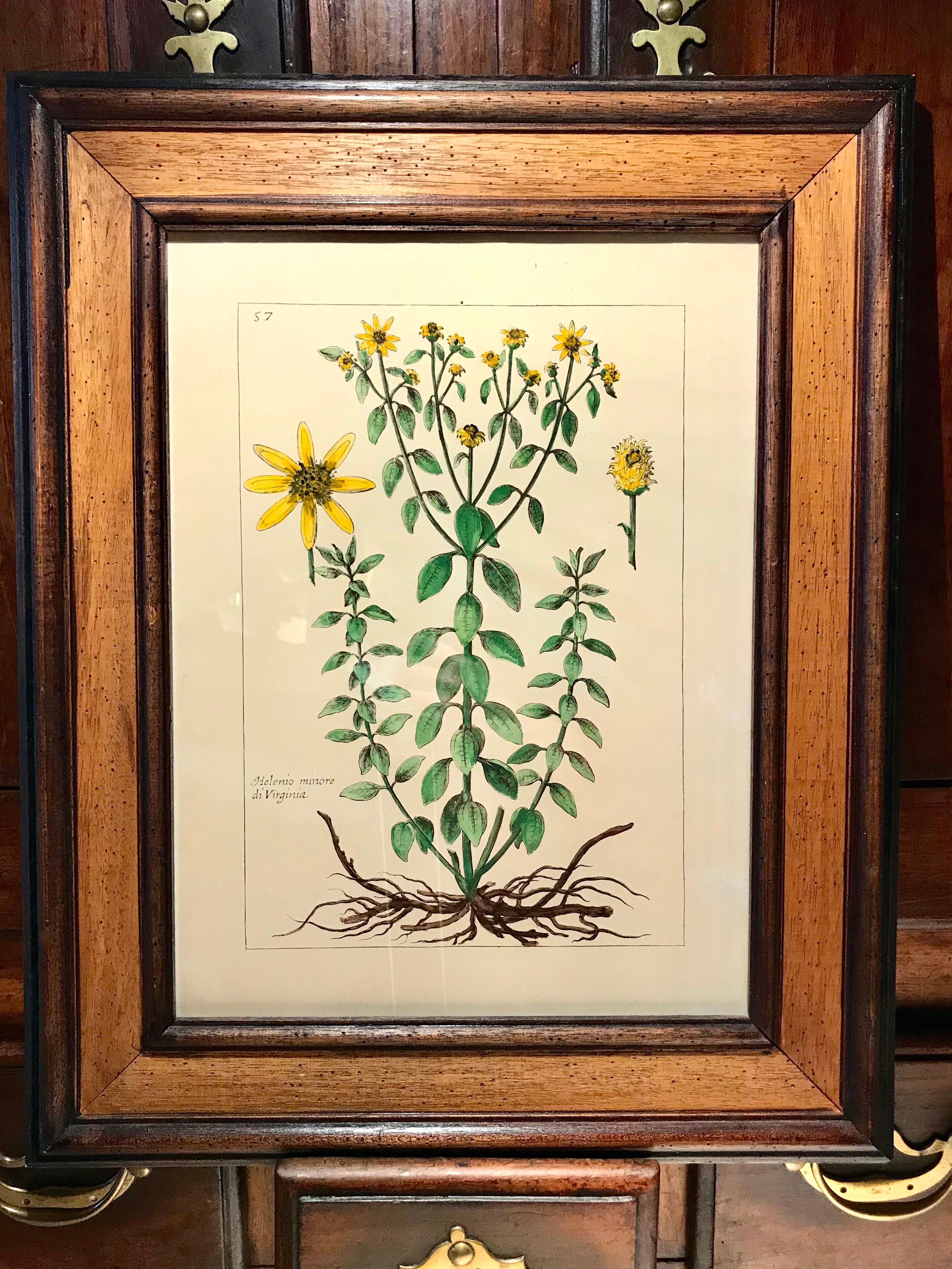 Painting golden yellow flowers wooden frame vintage botanical encyclopedia Lamarck