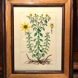 Painting golden yellow flowers wooden frame vintage botanical encyclopedia Lamarck