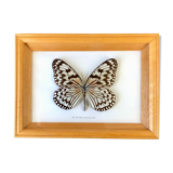 Butterfly frame "Idea leuconoë clara"