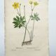 Gravure botanique de 1829 - Renoncule acre par Poiteau