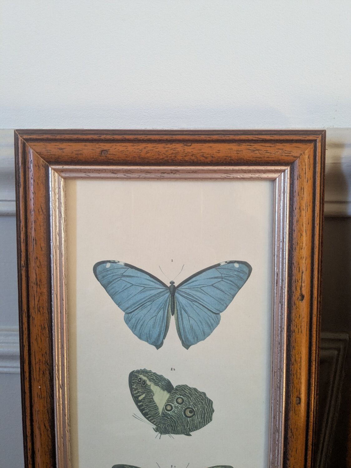 Lithographies de papillons
