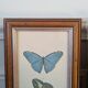 Lithographies de papillons