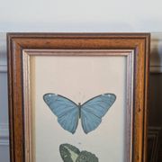 Lithographs of butterflies
