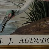 Engraving by J.-J. Audubon Editions of the Disaster XXth Roseate Spoonbill