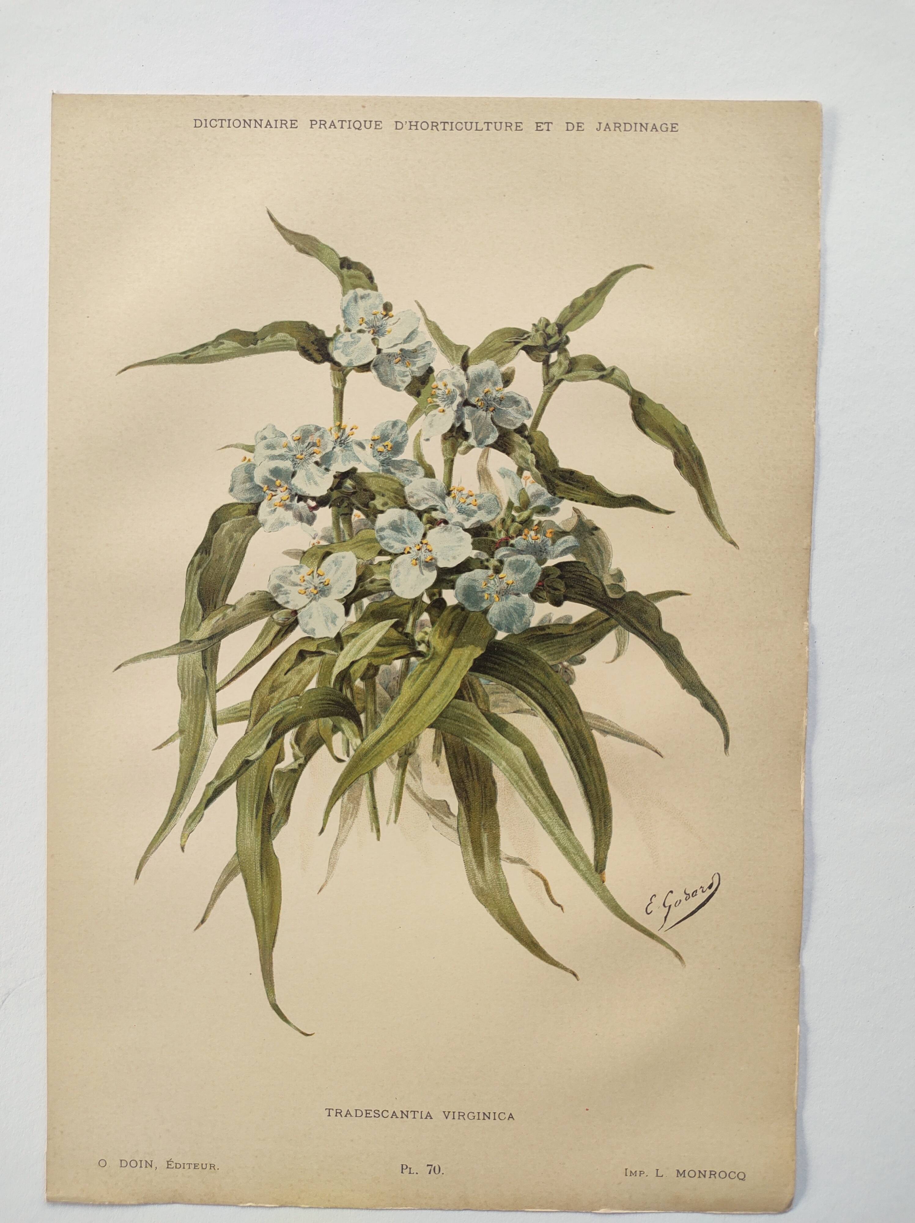Antique plate from 1897 - Tradescantia Virginica - Original illustration