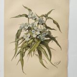 Antique plate from 1897 - Tradescantia Virginica - Original illustration