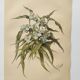 Antique plate from 1897 - Tradescantia Virginica - Original illustration