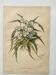 Antique plate from 1897 - Tradescantia Virginica - Original illustration