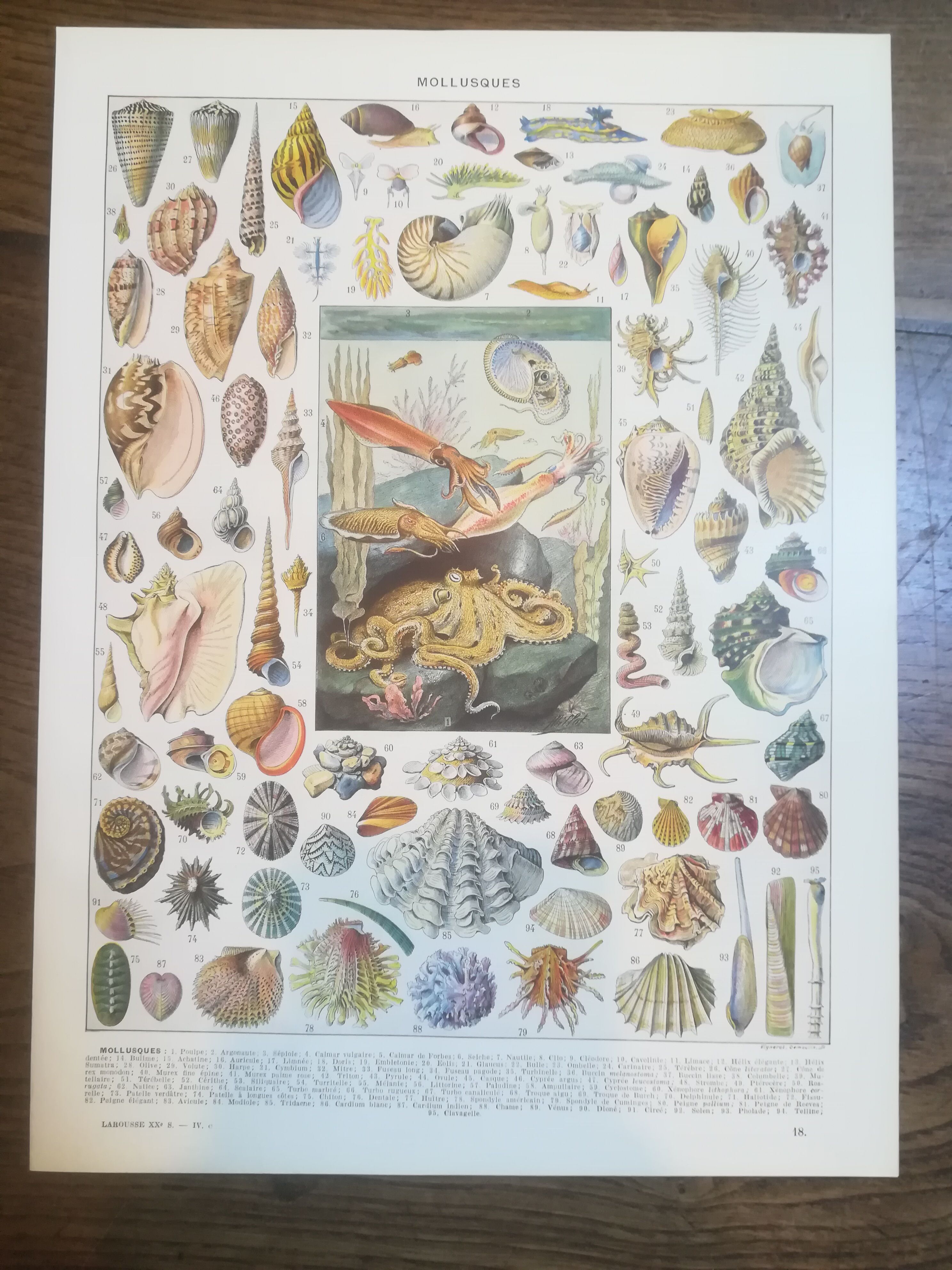 Lithographie sur les coquillages et mollusques de 1928