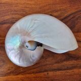 Nautilus mother-of-pearl shell Nautilus