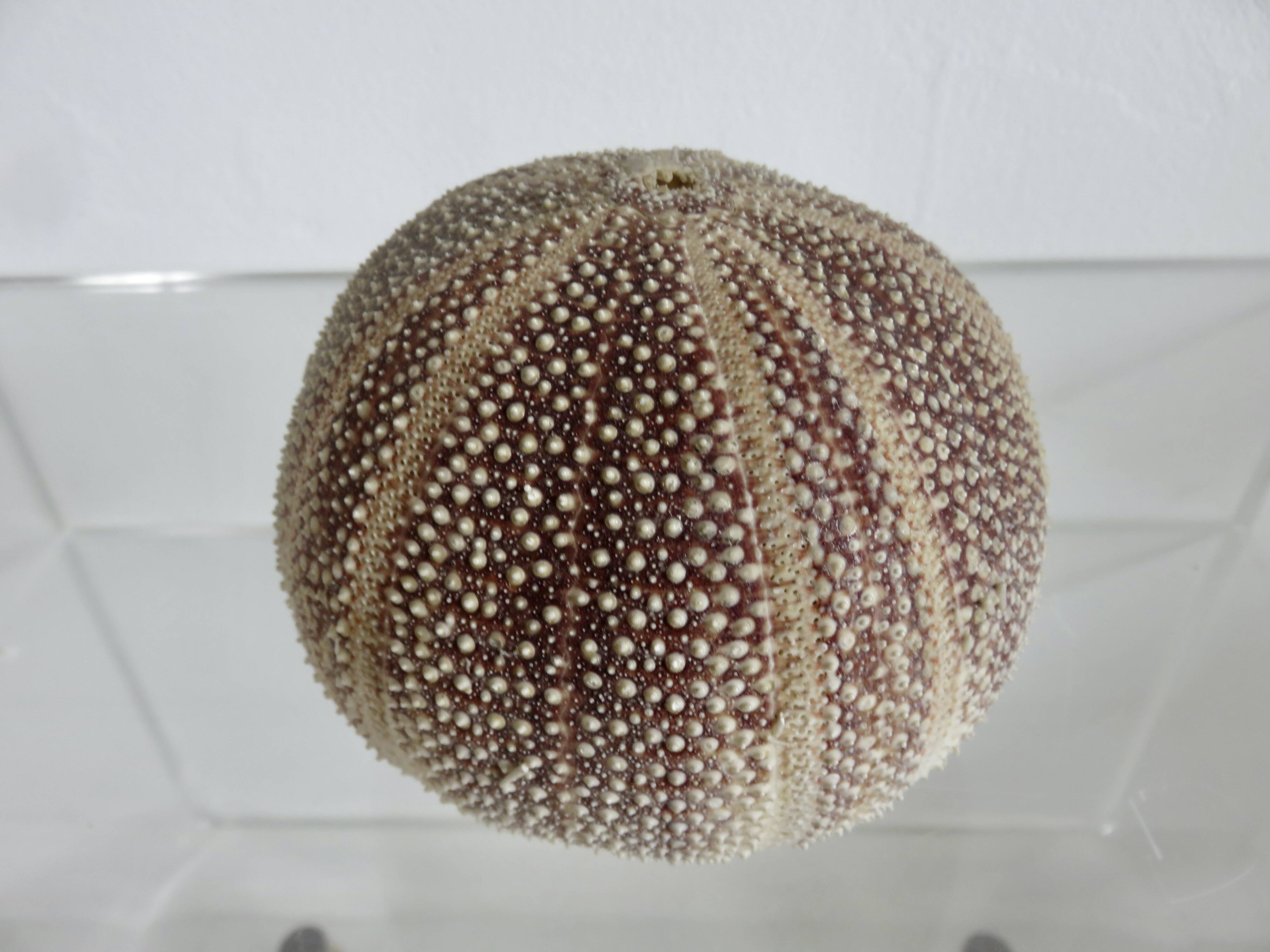 Oursin fleur, océan Indien, objet de décoration, cabinet de curiosités