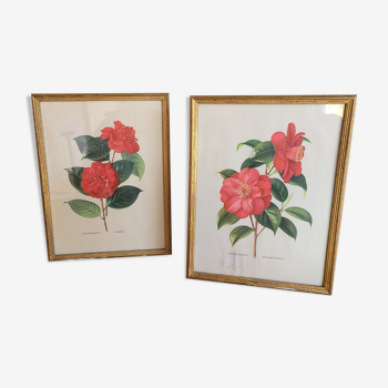 Deux illustrations botaniques de Camellias