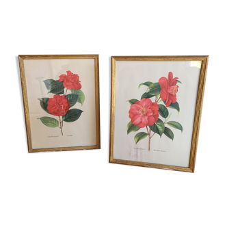 Two botanical illustrations of Camellias