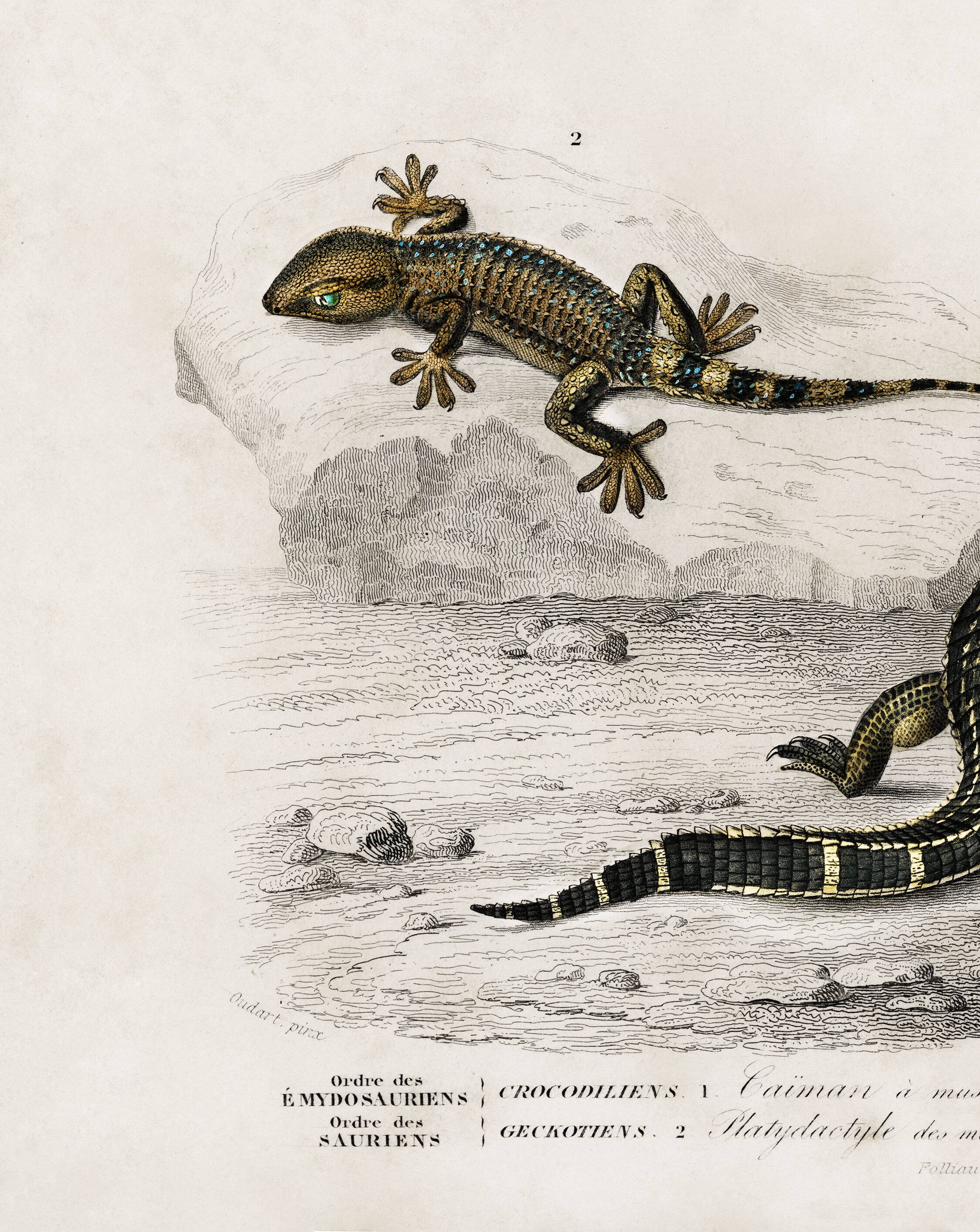 Poster about the Caiman and the Gecko, based on an old engraving from 1849.