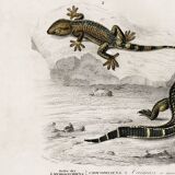 Poster about the Caiman and the Gecko, based on an old engraving from 1849.