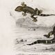 Poster about the Caiman and the Gecko, based on an old engraving from 1849.