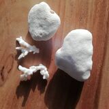 Set of corals