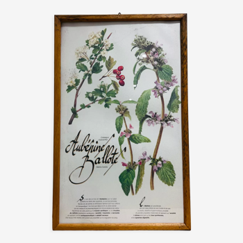 Cadre herbier de pharmacie