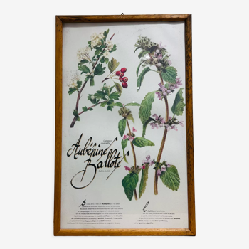 Pharmacy herbarium frame