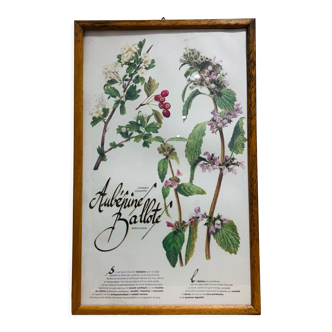 Cadre herbier de pharmacie