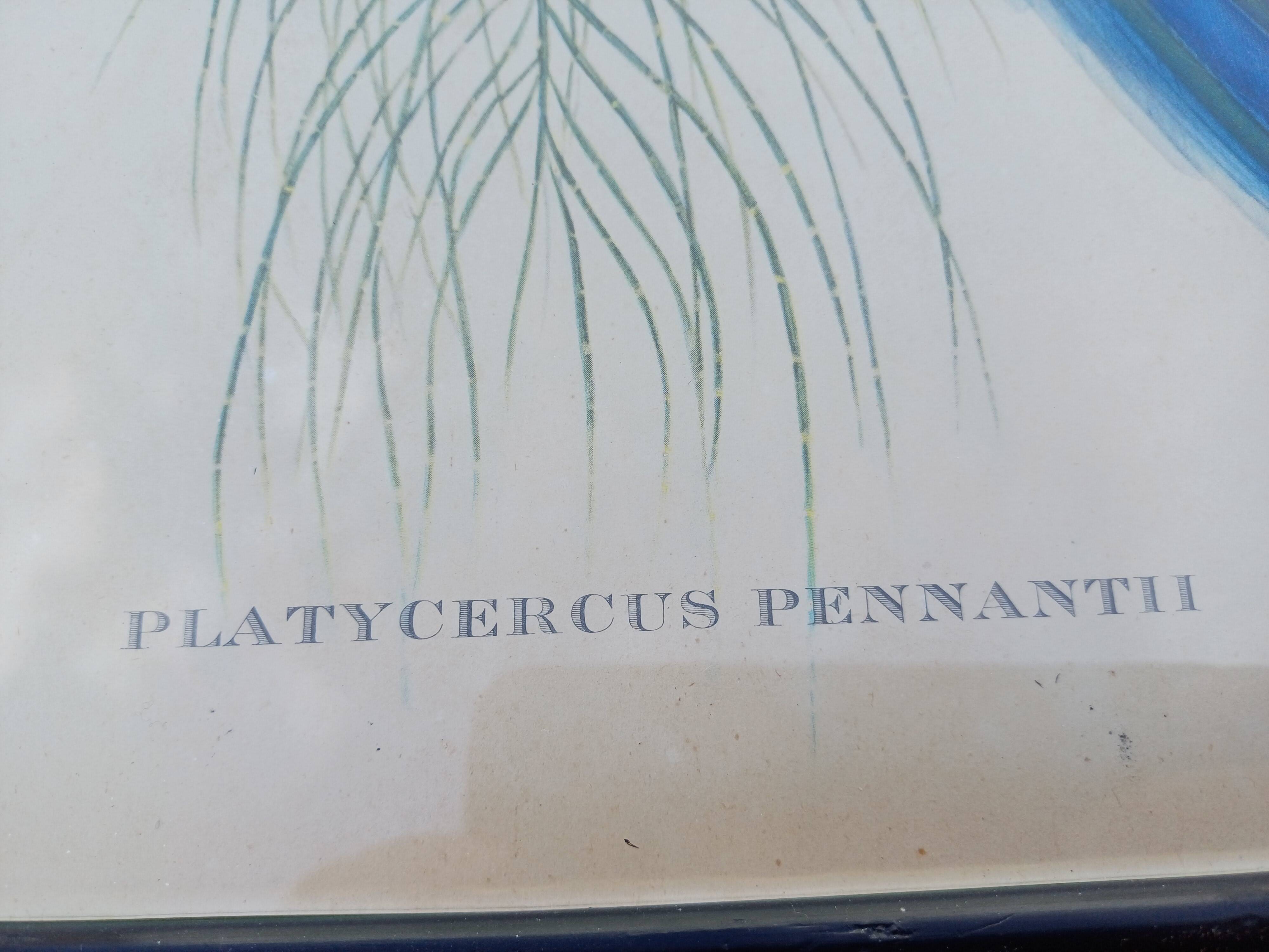 12 Lithographs “Birds of the World”