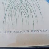 12 Lithographs “Birds of the World”