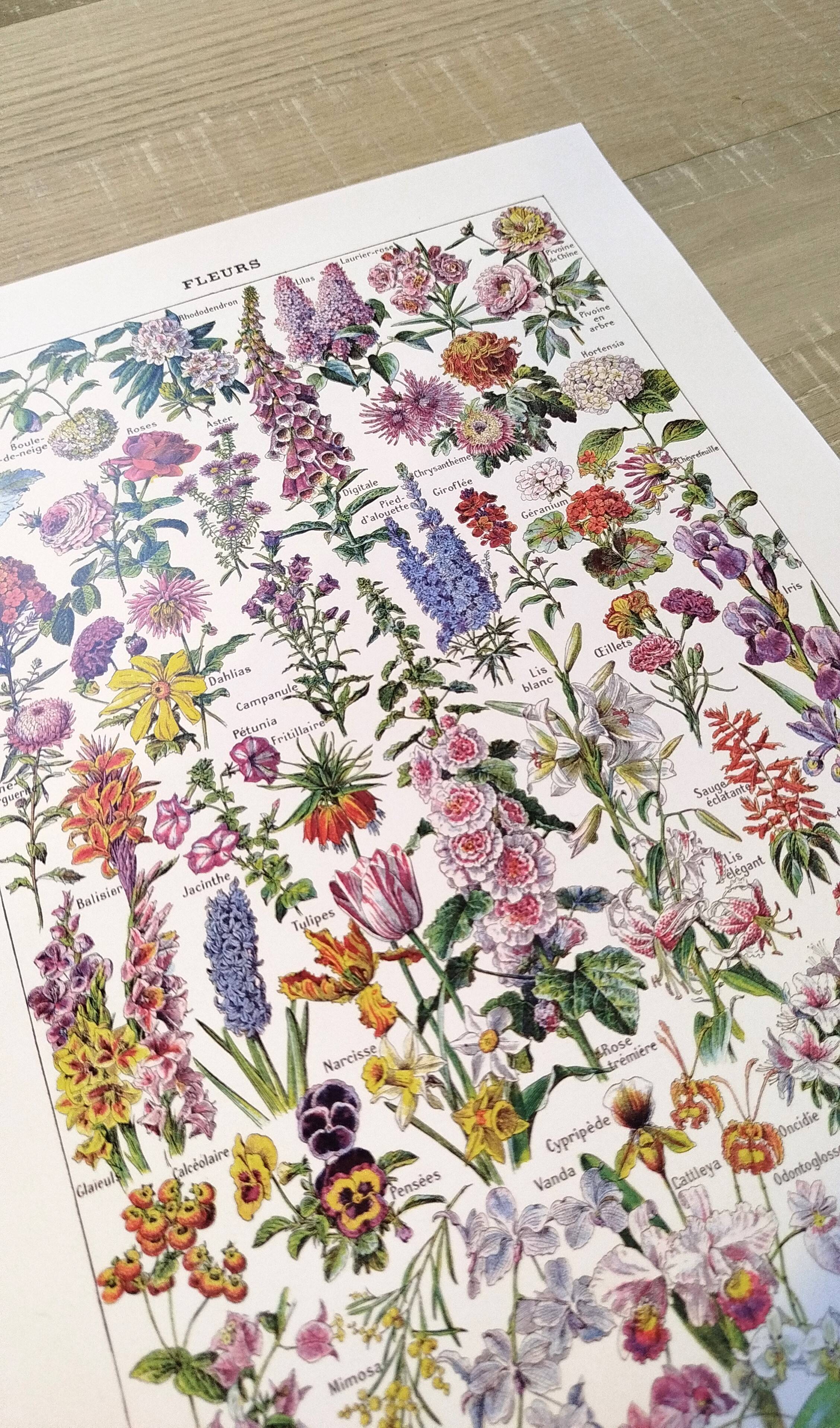 Poster about flowers, after a 1922 lithograph