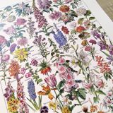 Affiche sur les fleurs, d'après une lithographie de 1922