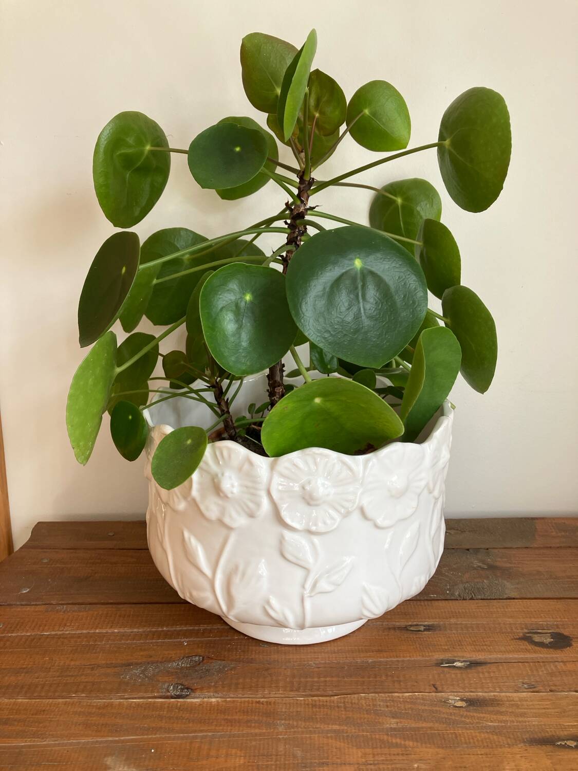 Plant pot
