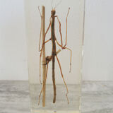 Ancien insecte en inclusion, phasme