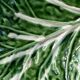 Cabbage leaf serving dish in majolica