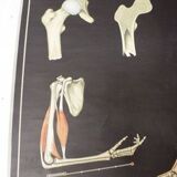 German poster anatomical Hagemann vintage, 1965