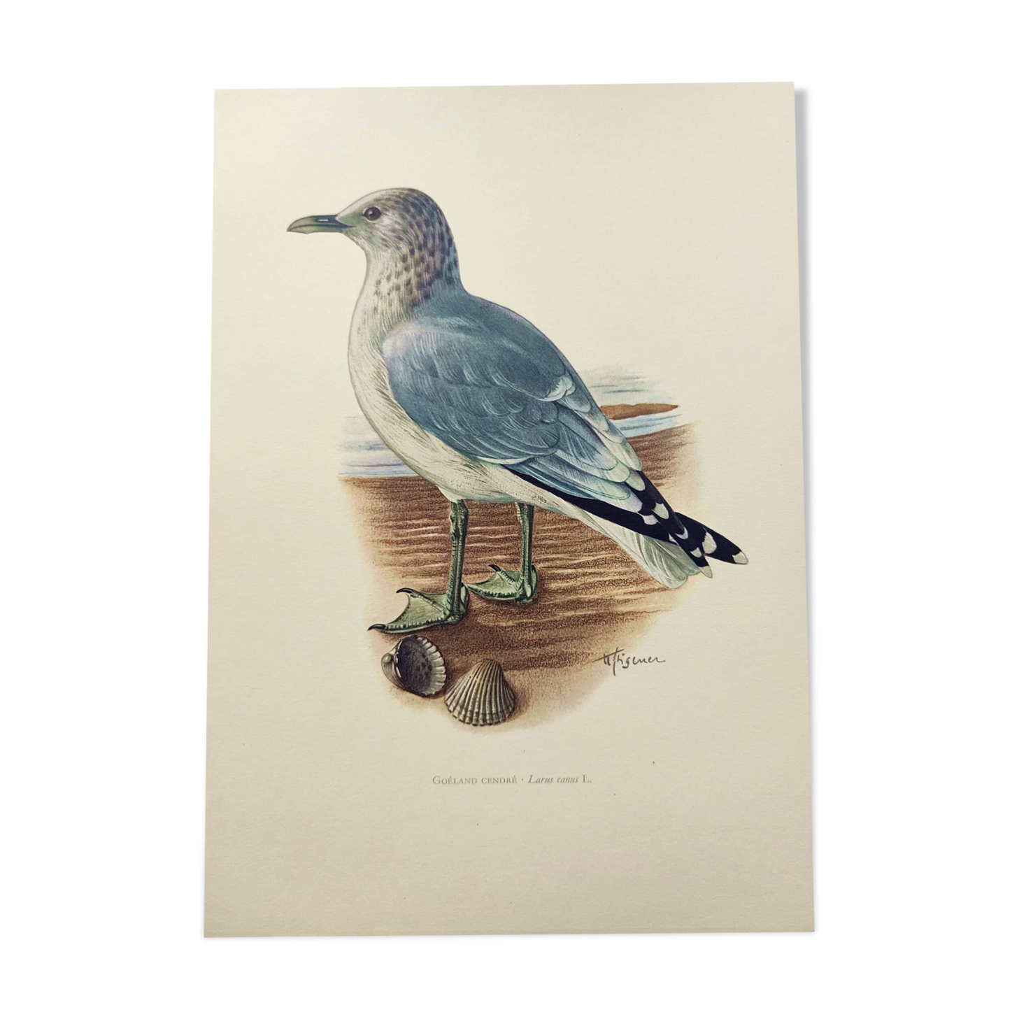 Vintage Bird Illustration 1960s - Common Gull - Natural Plate