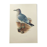 Vintage Bird Illustration 1960s - Common Gull - Natural Plate
