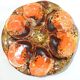 Lot six oyster plates /slip/faience