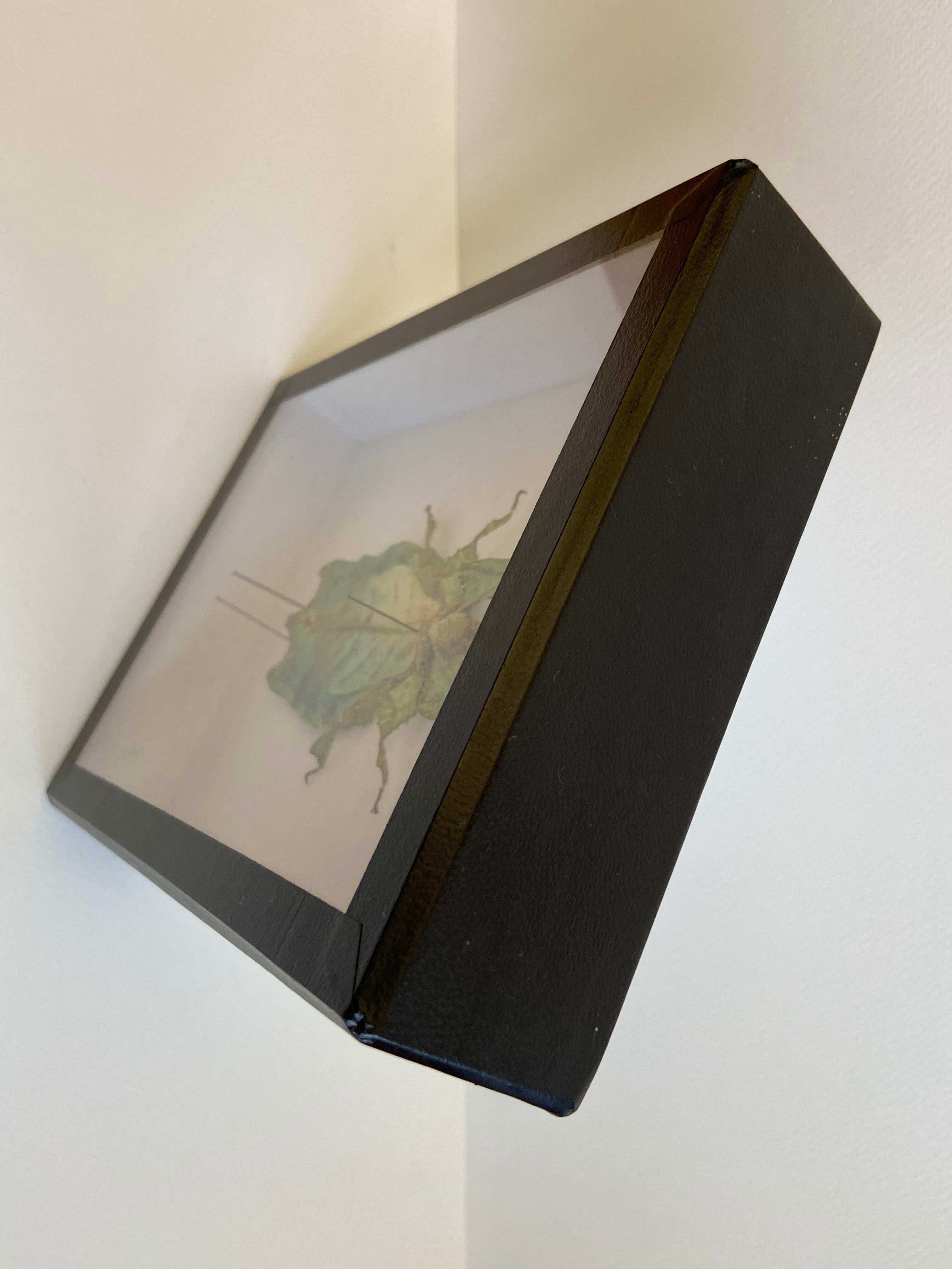 Framed naturalized insect - Phyllium giganteum, Malaysia